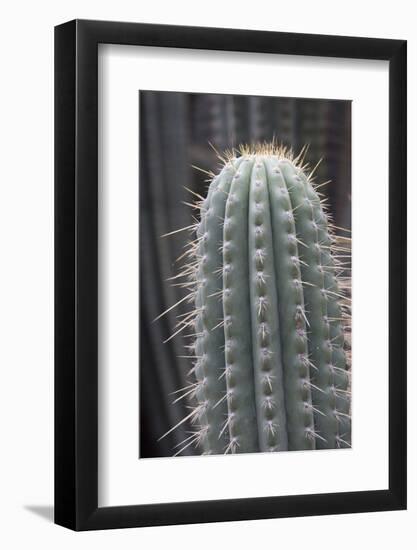 Cactus, Azureocereus Hertlingianus Backeb, Jardin Botanico (Botanical Gardens)-Martin Child-Framed Photographic Print