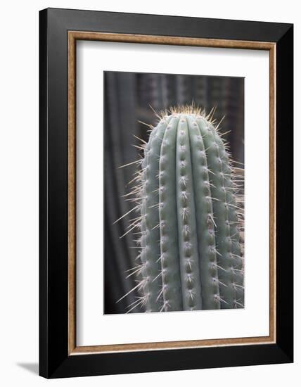 Cactus, Azureocereus Hertlingianus Backeb, Jardin Botanico (Botanical Gardens)-Martin Child-Framed Photographic Print