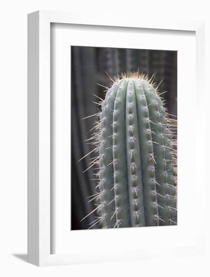 Cactus, Azureocereus Hertlingianus Backeb, Jardin Botanico (Botanical Gardens)-Martin Child-Framed Photographic Print