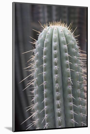 Cactus, Azureocereus Hertlingianus Backeb, Jardin Botanico (Botanical Gardens)-Martin Child-Mounted Photographic Print