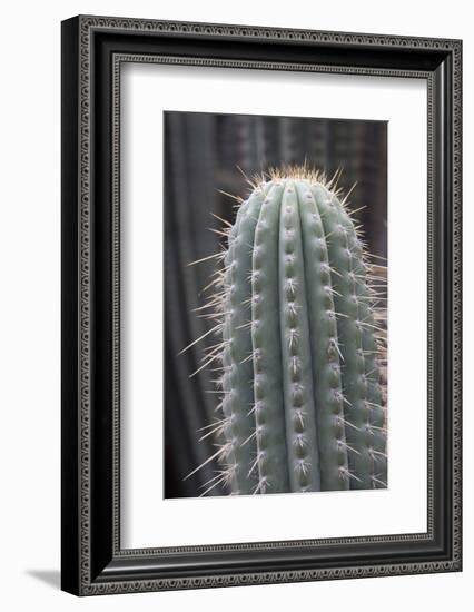 Cactus, Azureocereus Hertlingianus Backeb, Jardin Botanico (Botanical Gardens)-Martin Child-Framed Photographic Print