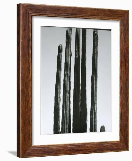 Cactus, Baja, c.1965-Brett Weston-Framed Photographic Print