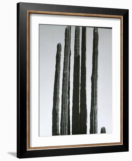 Cactus, Baja, c.1965-Brett Weston-Framed Photographic Print