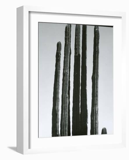 Cactus, Baja, c.1965-Brett Weston-Framed Photographic Print