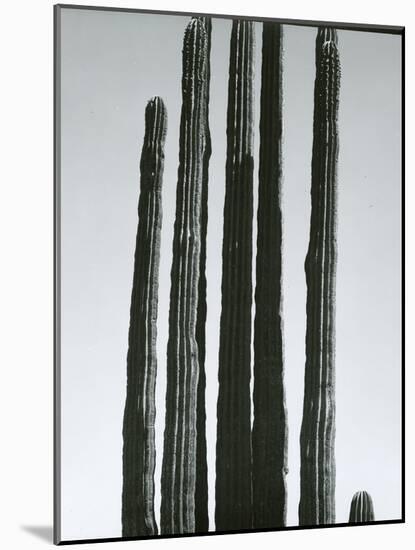 Cactus, Baja, c.1965-Brett Weston-Mounted Photographic Print