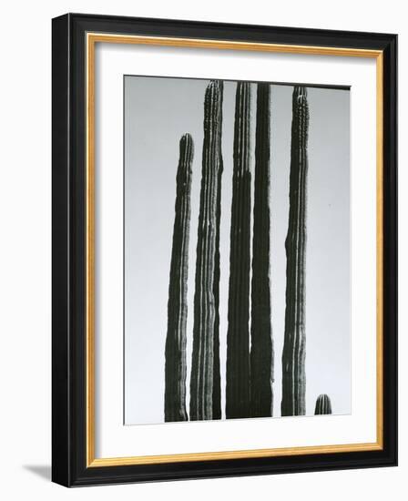 Cactus, Baja, c.1965-Brett Weston-Framed Photographic Print