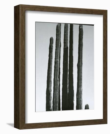 Cactus, Baja, c.1965-Brett Weston-Framed Photographic Print