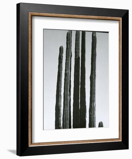 Cactus, Baja, c.1965-Brett Weston-Framed Photographic Print