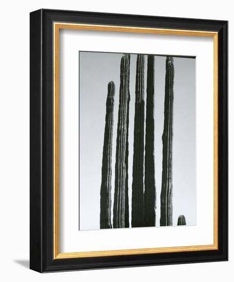 Cactus, Baja, c.1965-Brett Weston-Framed Photographic Print