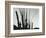 Cactus, Baja California, 1965-Brett Weston-Framed Photographic Print