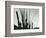 Cactus, Baja California, 1965-Brett Weston-Framed Photographic Print