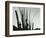 Cactus, Baja California, 1965-Brett Weston-Framed Photographic Print