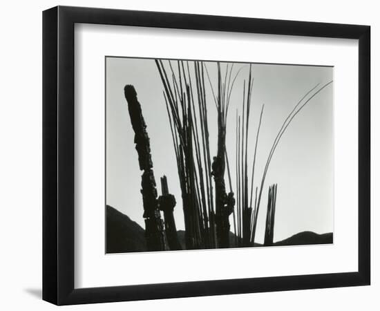 Cactus, Baja California, 1965-Brett Weston-Framed Photographic Print