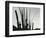 Cactus, Baja California, 1965-Brett Weston-Framed Photographic Print