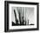 Cactus, Baja California, 1965-Brett Weston-Framed Photographic Print