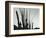 Cactus, Baja California, 1965-Brett Weston-Framed Photographic Print