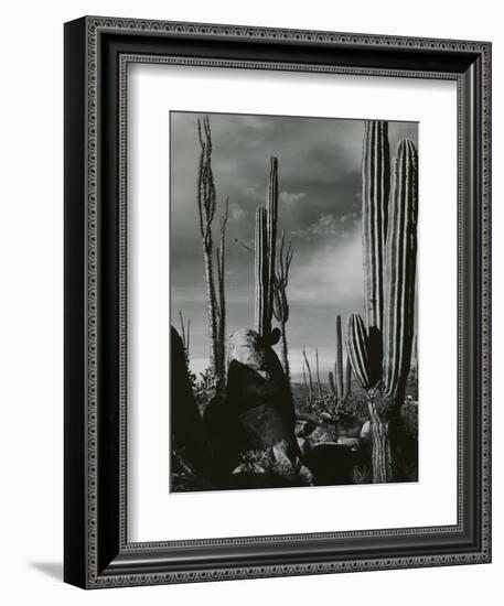 Cactus, Baja, California, 1968-Brett Weston-Framed Photographic Print