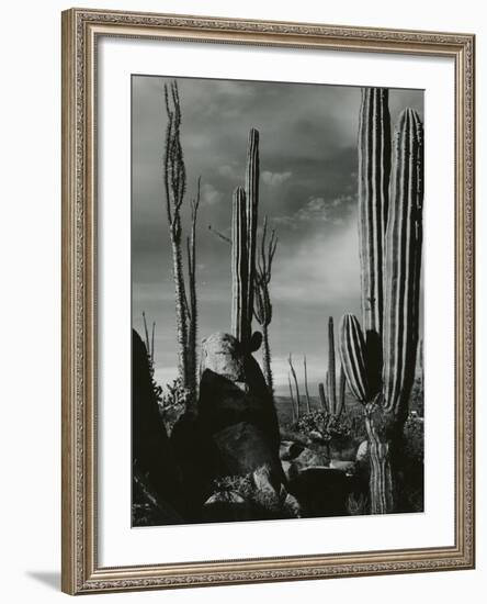 Cactus, Baja, California, 1968-Brett Weston-Framed Photographic Print