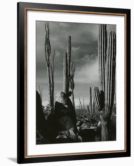 Cactus, Baja, California, 1968-Brett Weston-Framed Photographic Print