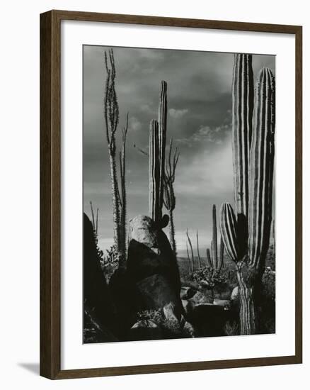 Cactus, Baja, California, 1968-Brett Weston-Framed Photographic Print