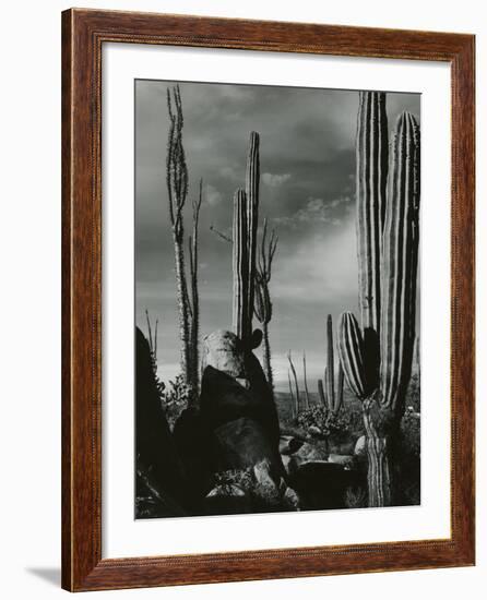 Cactus, Baja, California, 1968-Brett Weston-Framed Photographic Print