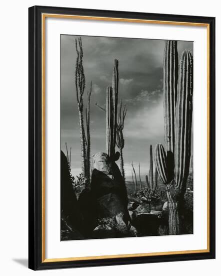 Cactus, Baja, California, 1968-Brett Weston-Framed Photographic Print