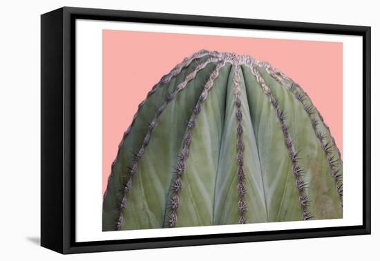 Cactus Ball-Sheldon Lewis-Framed Stretched Canvas