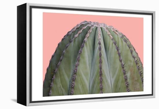 Cactus Ball-Sheldon Lewis-Framed Stretched Canvas