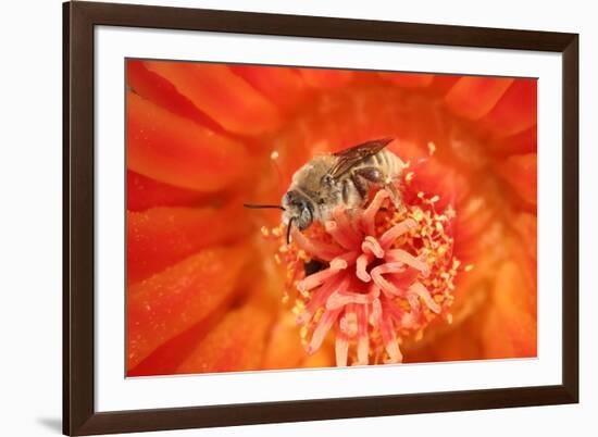 Cactus bees collecting pollen from Hedgehog cactus, USA-John Cancalosi-Framed Photographic Print