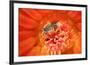 Cactus bees collecting pollen from Hedgehog cactus, USA-John Cancalosi-Framed Photographic Print
