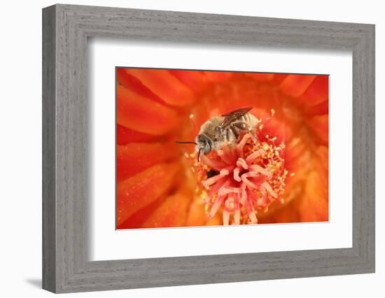 Cactus bees collecting pollen from Hedgehog cactus, USA-John Cancalosi-Framed Photographic Print