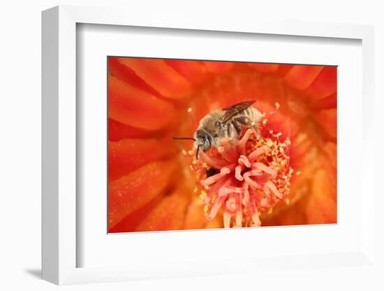 Cactus bees collecting pollen from Hedgehog cactus, USA-John Cancalosi-Framed Photographic Print