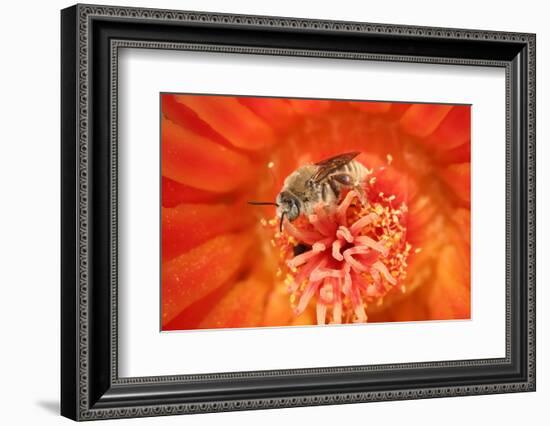 Cactus bees collecting pollen from Hedgehog cactus, USA-John Cancalosi-Framed Photographic Print