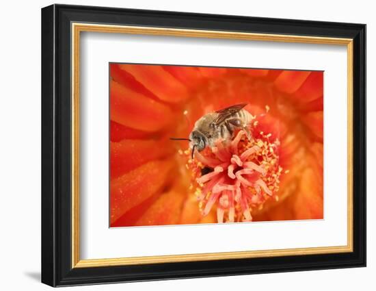 Cactus bees collecting pollen from Hedgehog cactus, USA-John Cancalosi-Framed Photographic Print