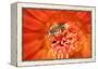 Cactus bees collecting pollen from Hedgehog cactus, USA-John Cancalosi-Framed Premier Image Canvas