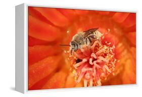 Cactus bees collecting pollen from Hedgehog cactus, USA-John Cancalosi-Framed Premier Image Canvas