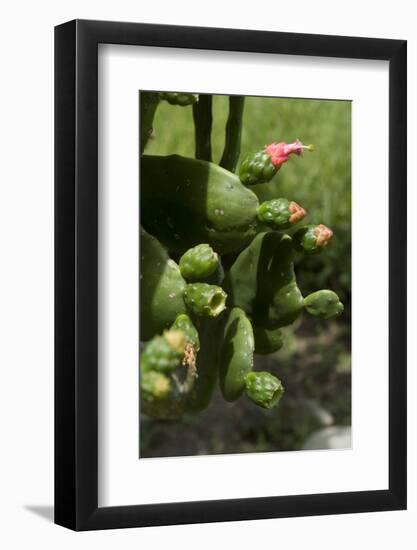 Cactus blossom-Natalie Tepper-Framed Photo