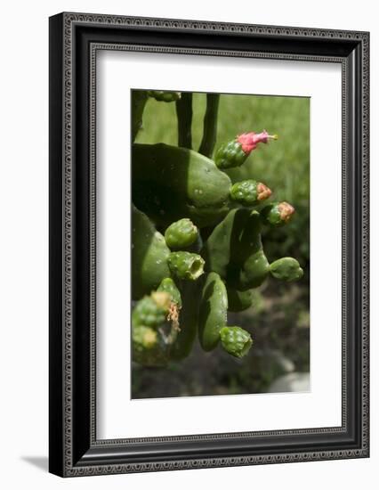 Cactus blossom-Natalie Tepper-Framed Photo