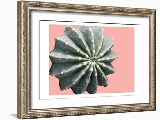Cactus Bulb-Sheldon Lewis-Framed Art Print