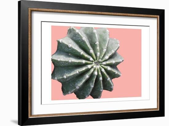 Cactus Bulb-Sheldon Lewis-Framed Art Print