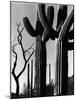Cactus, c. 1965-Brett Weston-Mounted Photographic Print