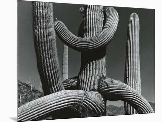 Cactus, c. 1970-Brett Weston-Mounted Premium Photographic Print