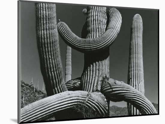 Cactus, c. 1970-Brett Weston-Mounted Premium Photographic Print