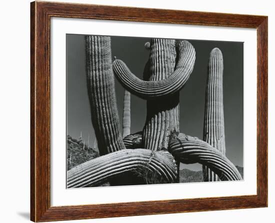 Cactus, c. 1970-Brett Weston-Framed Photographic Print