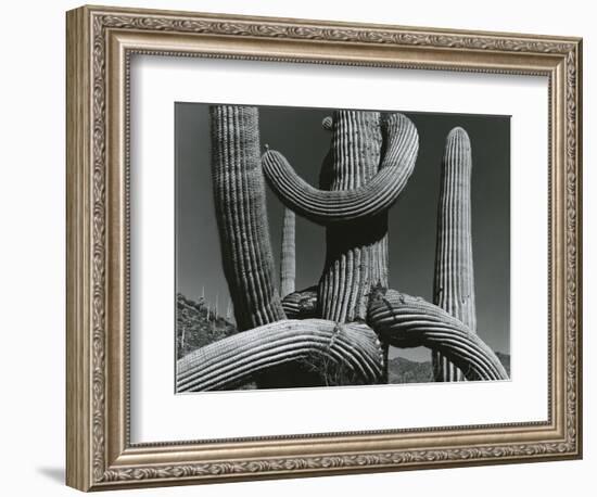 Cactus, c. 1970-Brett Weston-Framed Photographic Print