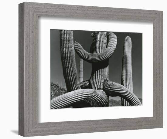 Cactus, c. 1970-Brett Weston-Framed Photographic Print