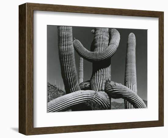 Cactus, c. 1970-Brett Weston-Framed Photographic Print