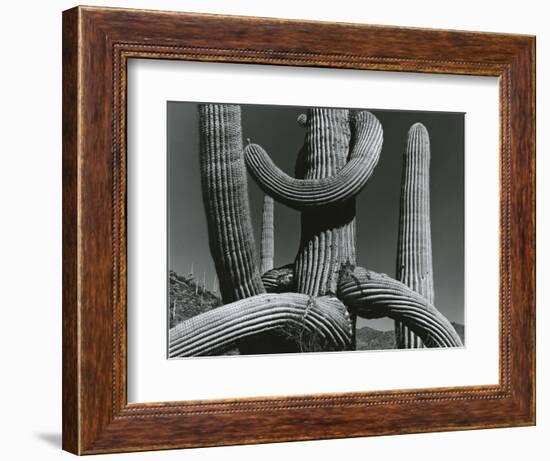 Cactus, c. 1970-Brett Weston-Framed Photographic Print