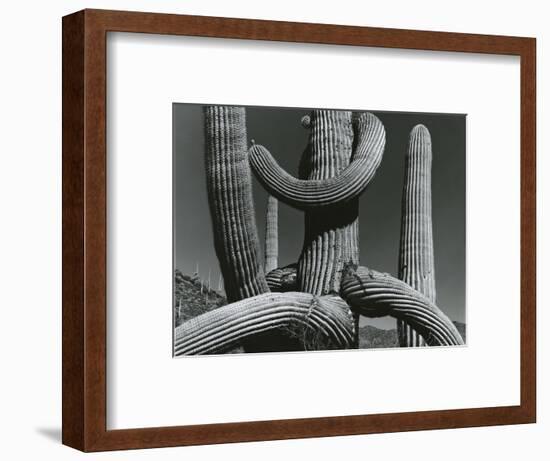 Cactus, c. 1970-Brett Weston-Framed Photographic Print