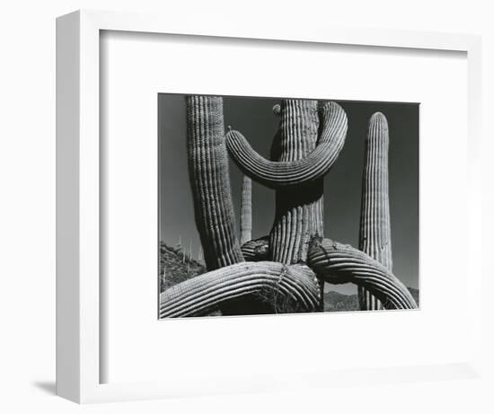 Cactus, c. 1970-Brett Weston-Framed Photographic Print